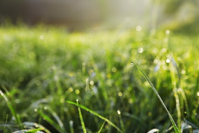 Photo of Dewy green grass on wild meadow, closeup view