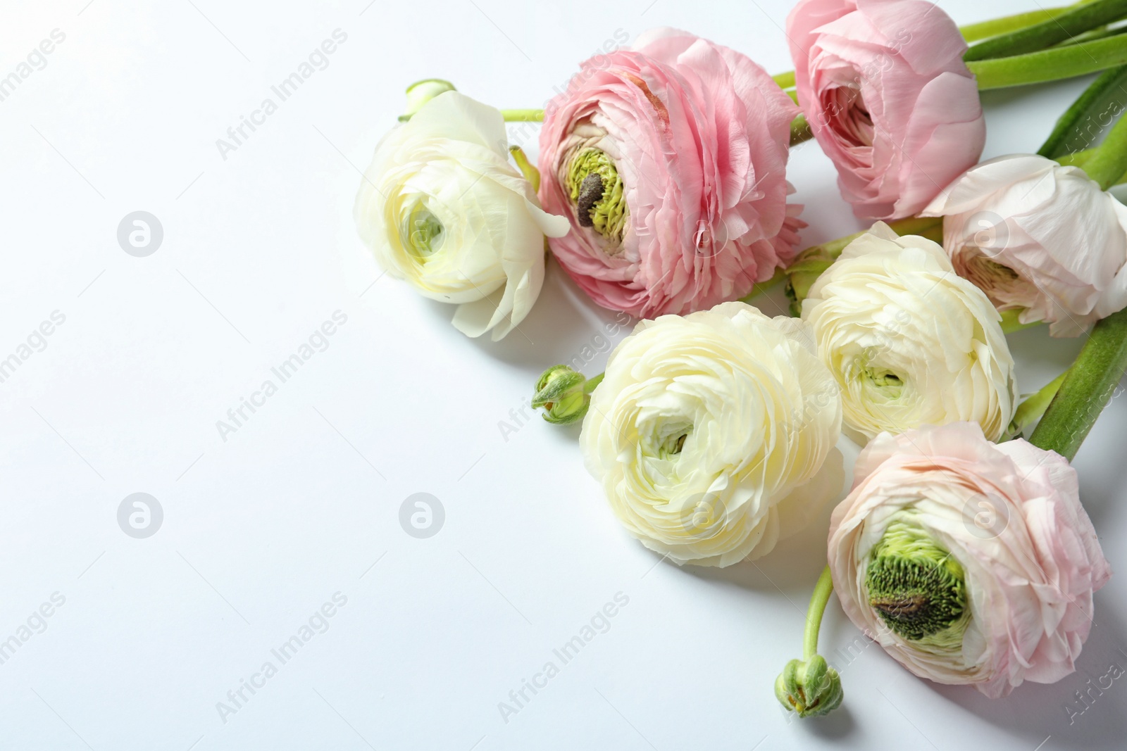 Photo of Beautiful ranunculus flowers on white background