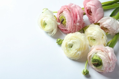 Beautiful ranunculus flowers on white background