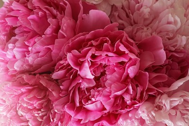 Closeup view of beautiful pink peony bouquet