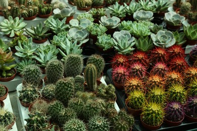 Photo of Pots with beautiful cacti and succulent plants in trays on table