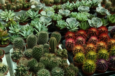 Pots with beautiful cacti and succulent plants in trays on table