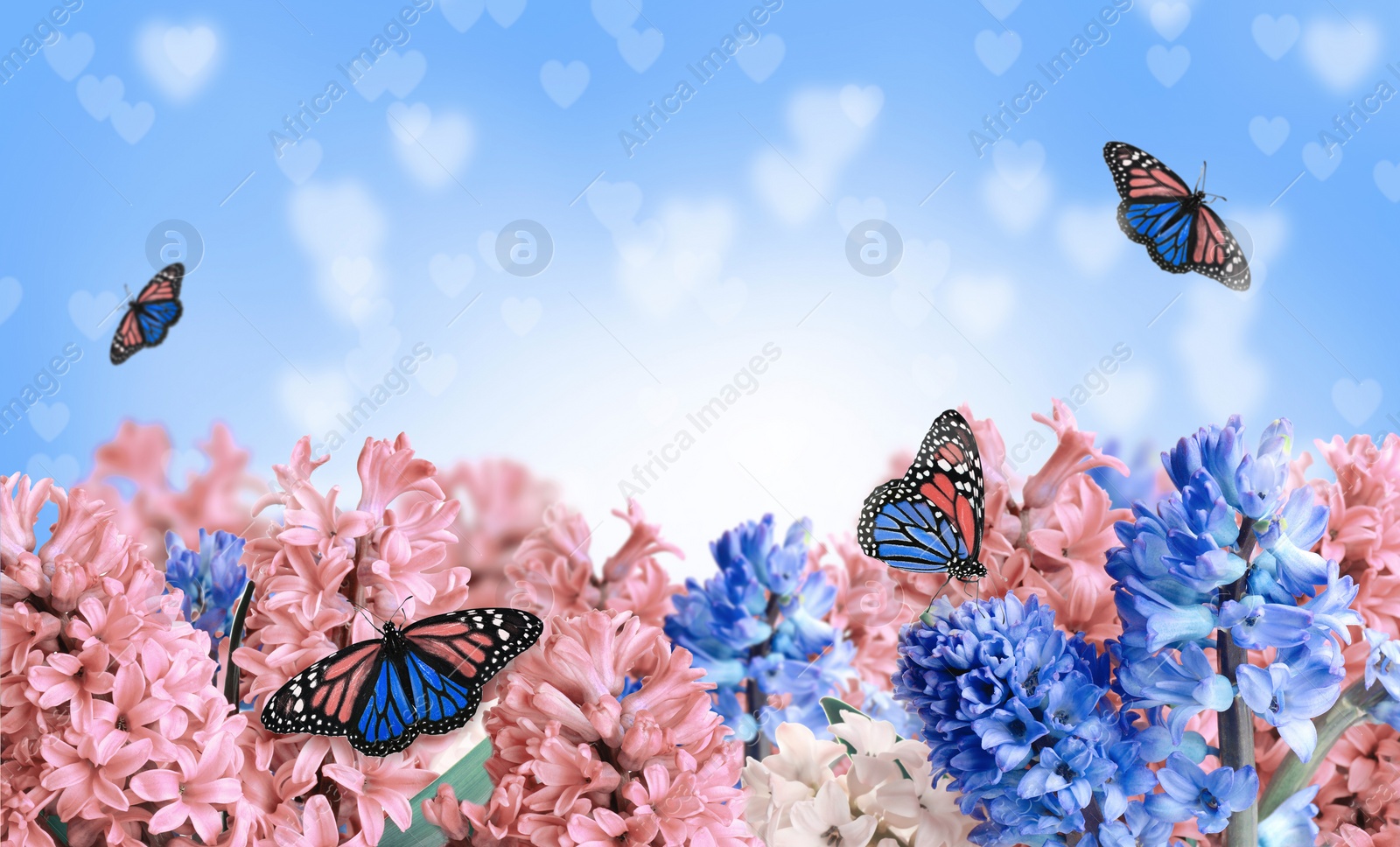 Image of Beautiful hyacinth flowers and amazing fragile monarch butterflies
