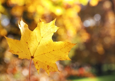 Image of Golden leaf against autumn park, closeup. Space for text