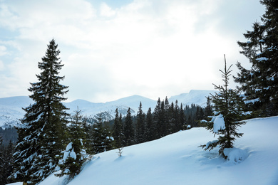 Photo of Picturesque view of snowy coniferous forest on winter day
