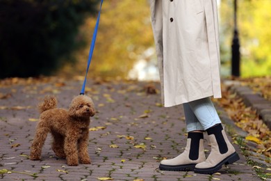 Photo of Woman with cute Maltipoo dog on leash walking in autumn park, closeup