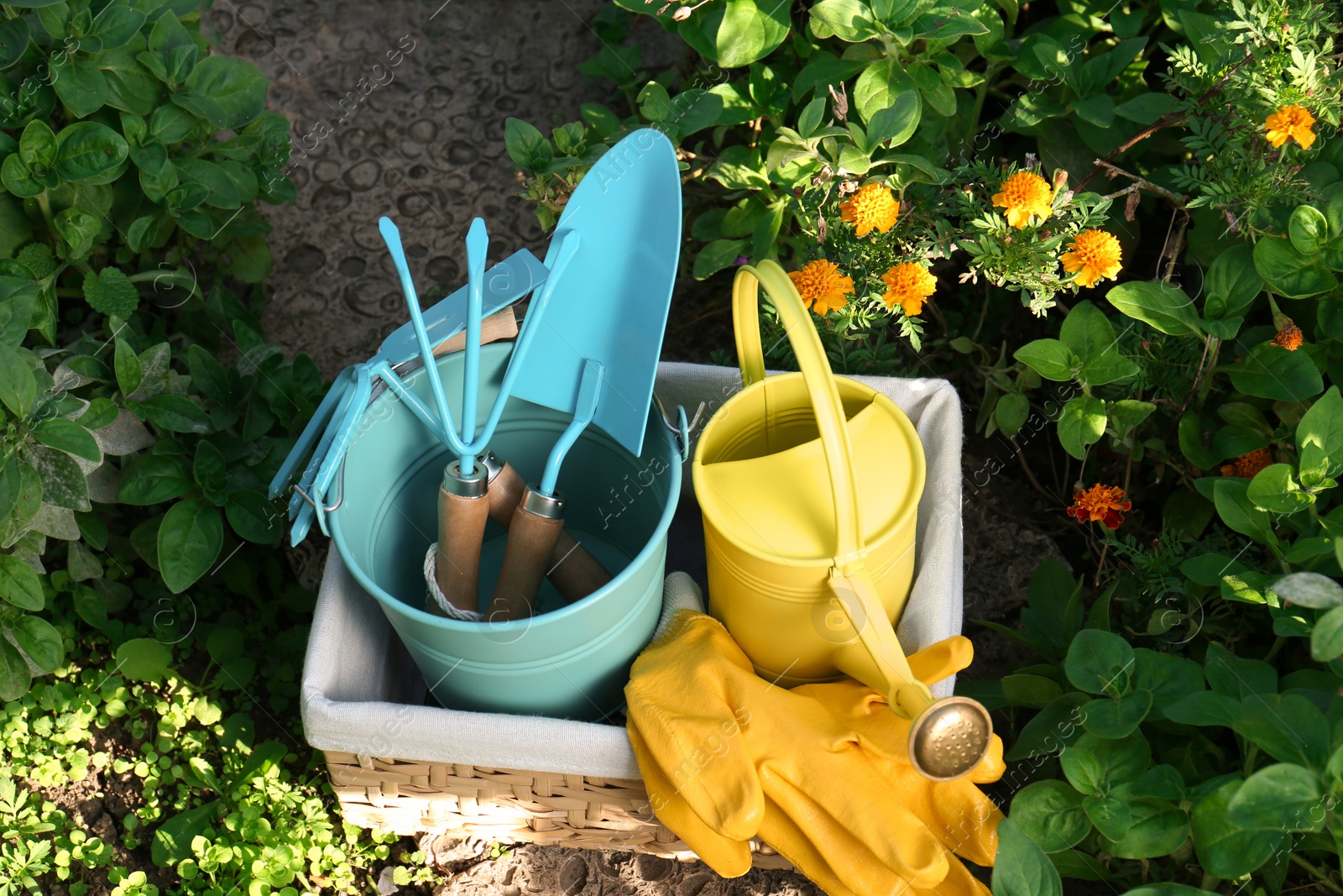 Photo of Basket with watering can, gardening tools and rubber gloves in garden