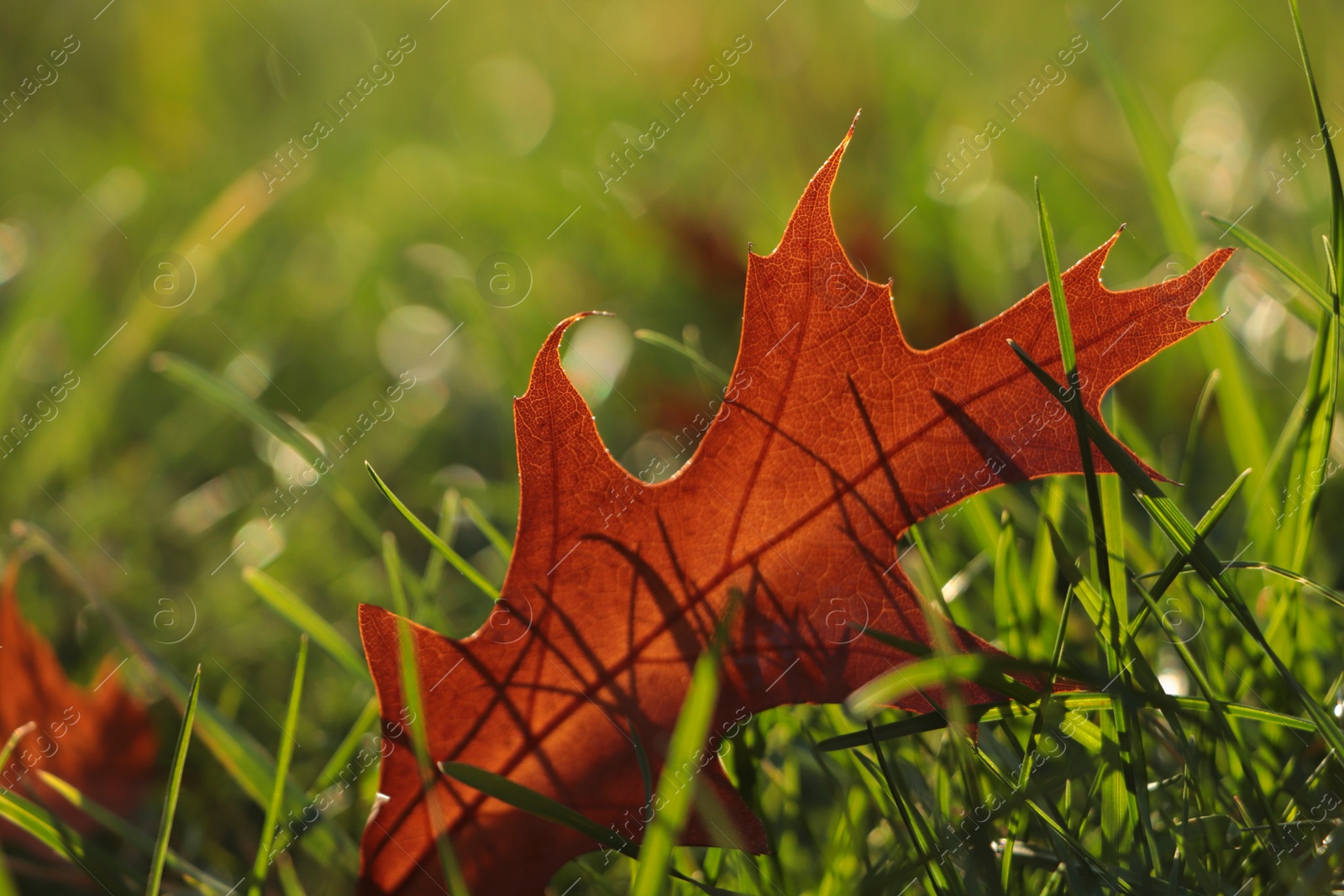 Photo of Beautiful fallen leaf among green grass outdoors on sunny autumn day, closeup