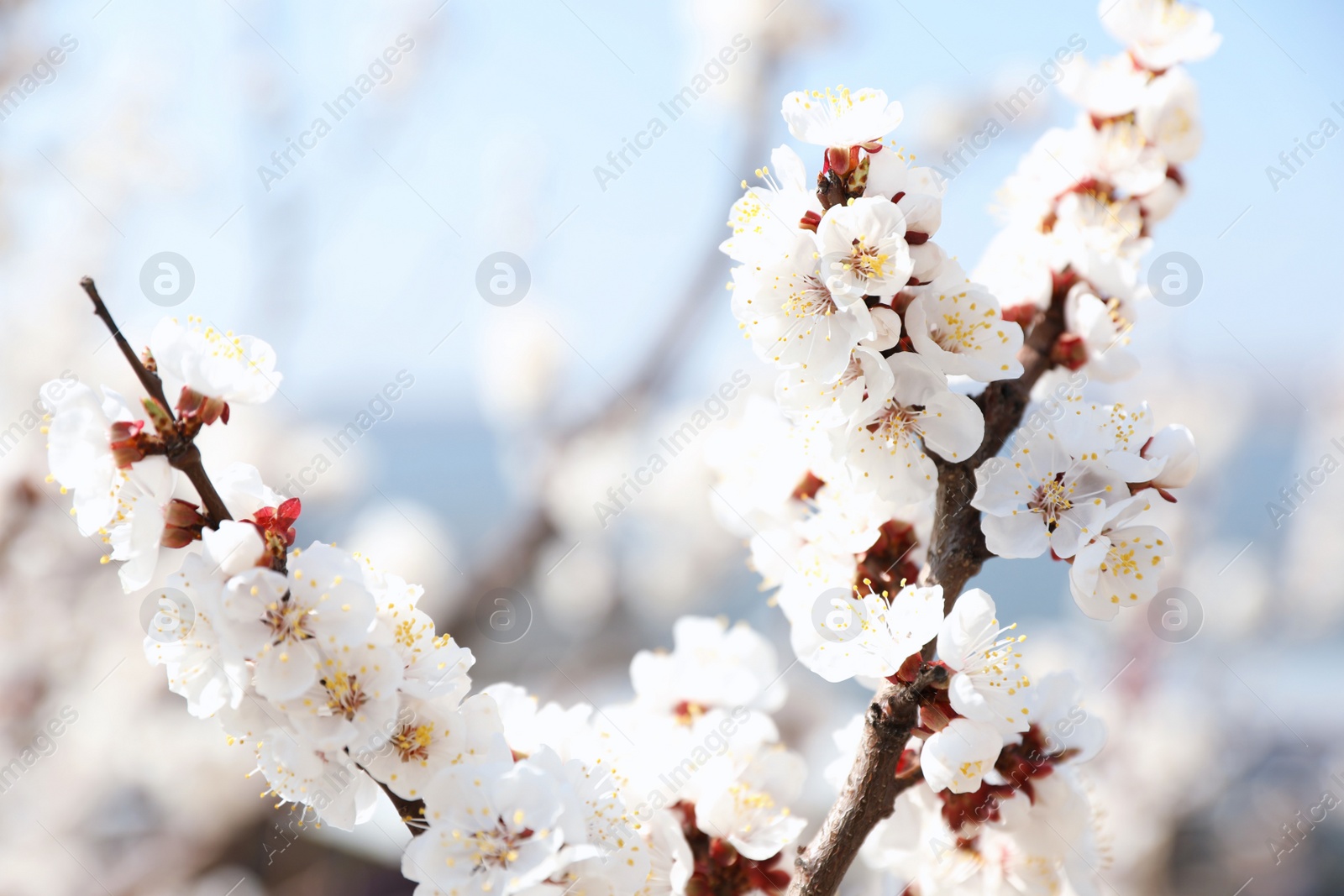 Photo of Beautiful apricot tree branches with tiny tender flowers outdoors, closeup. Awesome spring blossom