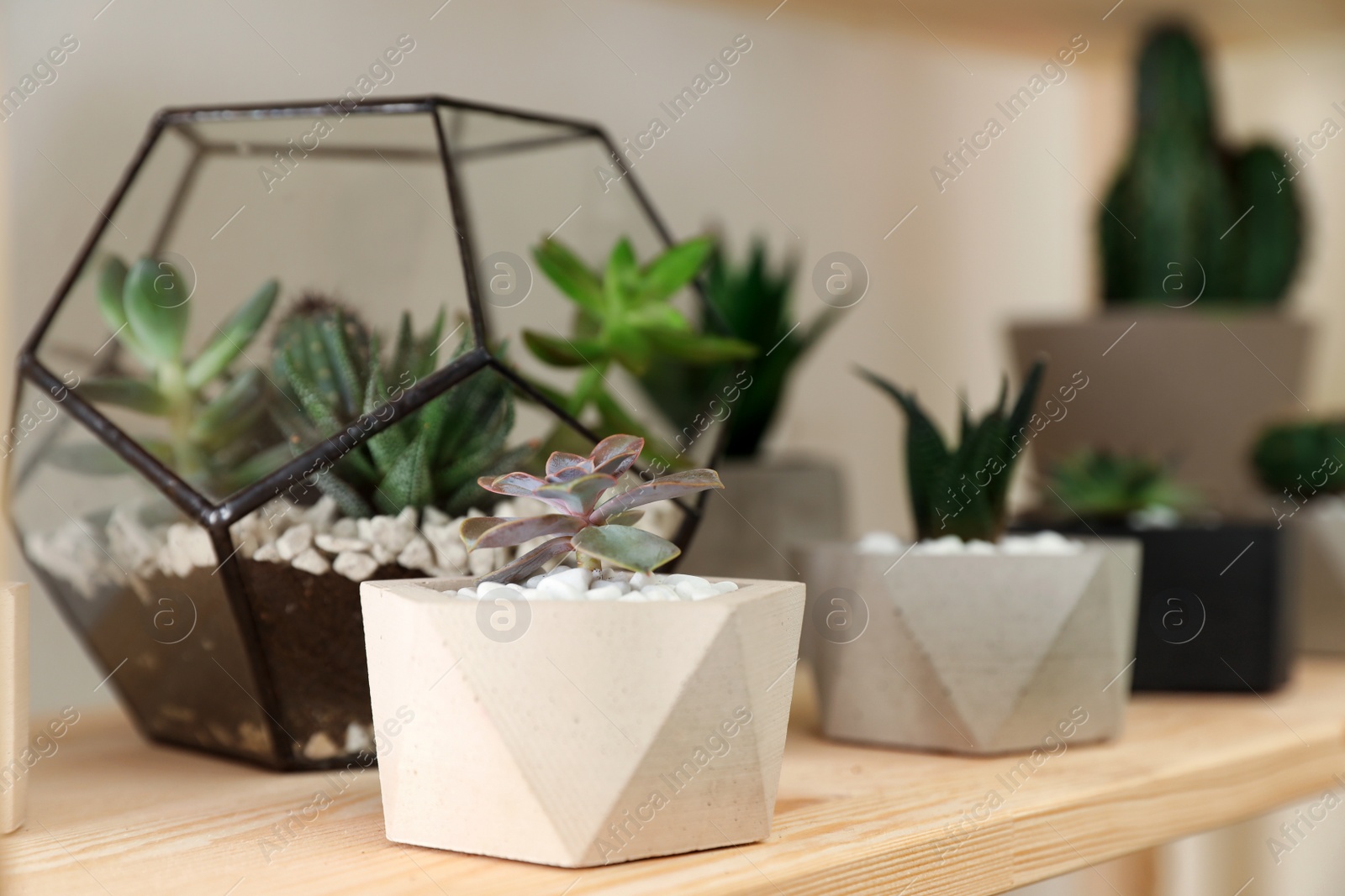 Photo of Different home plants on wooden shelf, space for text. Interior design element