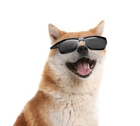 Cute Akita Inu dog with sunglasses on white background