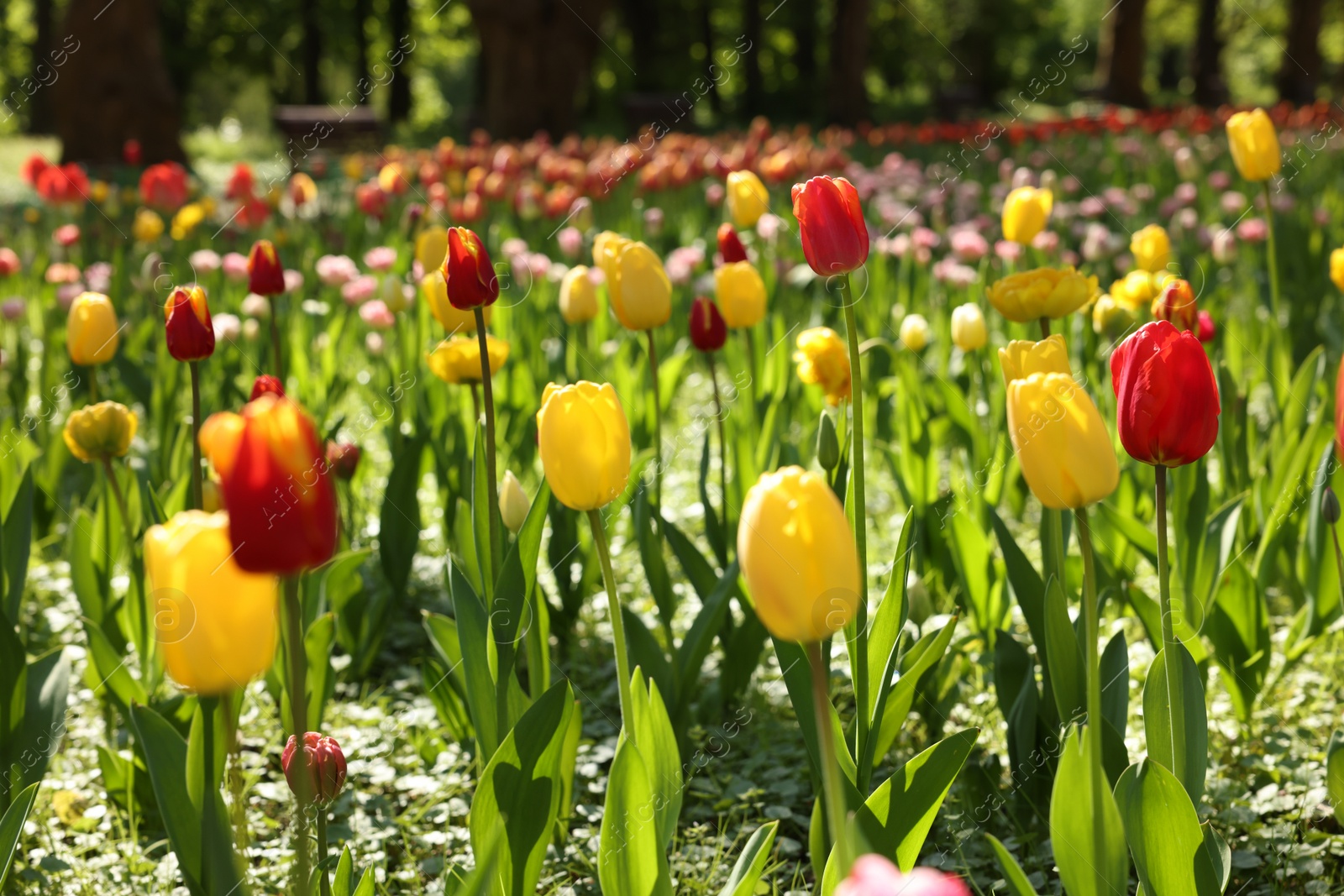 Photo of Beautiful bright tulips growing outdoors on sunny day