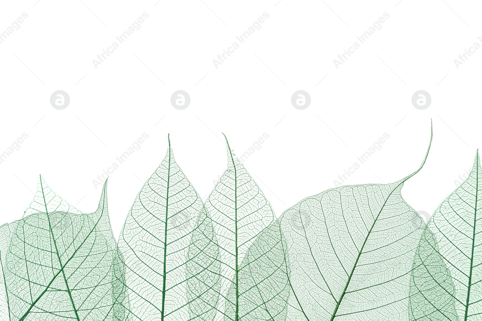 Photo of Beautiful decorative skeleton leaves and space for text on white background