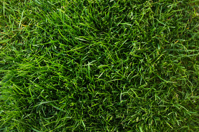 Photo of Green lawn with fresh grass as background, top view