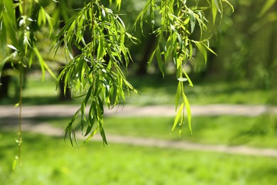 Photo of Beautiful willow tree with green leaves growing outdoors on sunny day, closeup