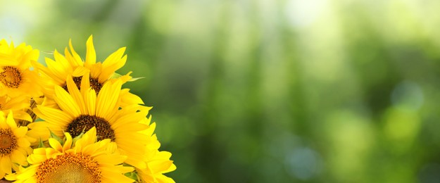 Image of Beautiful yellow sunflowers outdoors on sunny day, space for text. Banner design