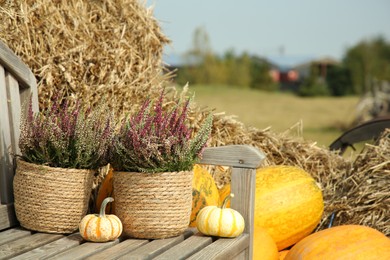 Photo of Beautiful heather flowers in pots and pumpkins on wooden bench outdoors, space for text