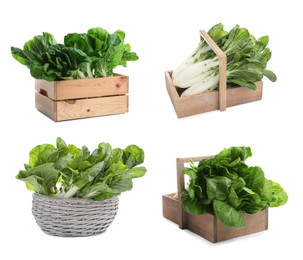 Collage with fresh pak choy cabbages on white background