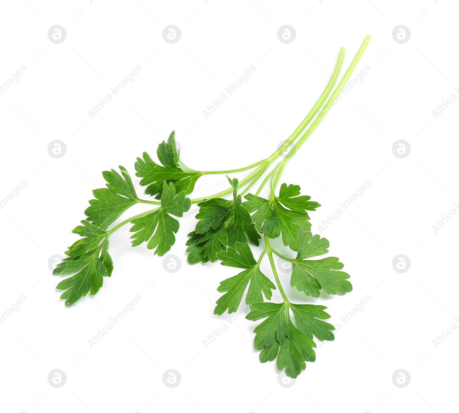 Photo of Leaves of fresh tasty parsley on white background