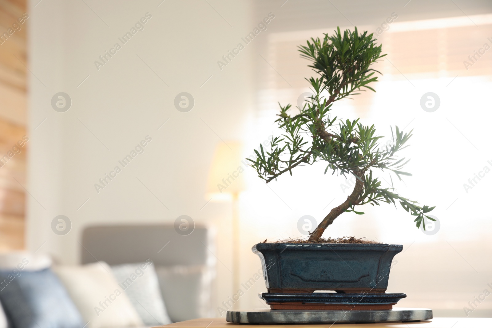 Photo of Japanese bonsai plant on table in living room, space for text. Creating zen atmosphere at home