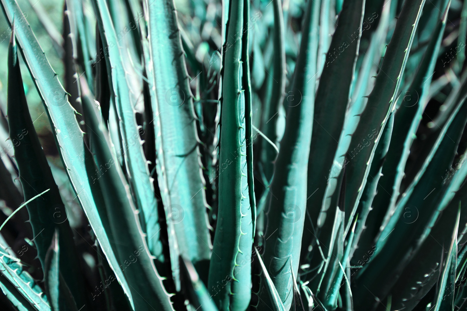 Photo of Closeup view of beautiful Agave plant growing outdoors