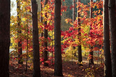 Photo of Picturesque view of forest with trees on sunny day. Autumn season