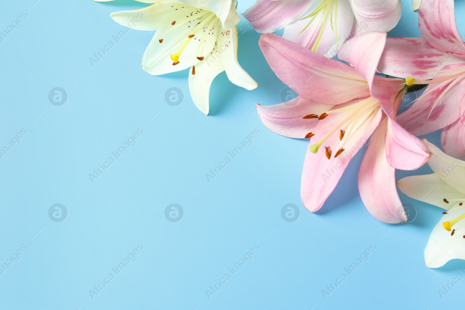 Photo of Composition with beautiful blooming lily flowers on color background