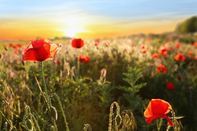 Photo of Field of beautiful blooming red poppy flowers at sunset