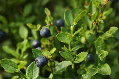 Ripe bilberries growing in forest, closeup. Seasonal berries