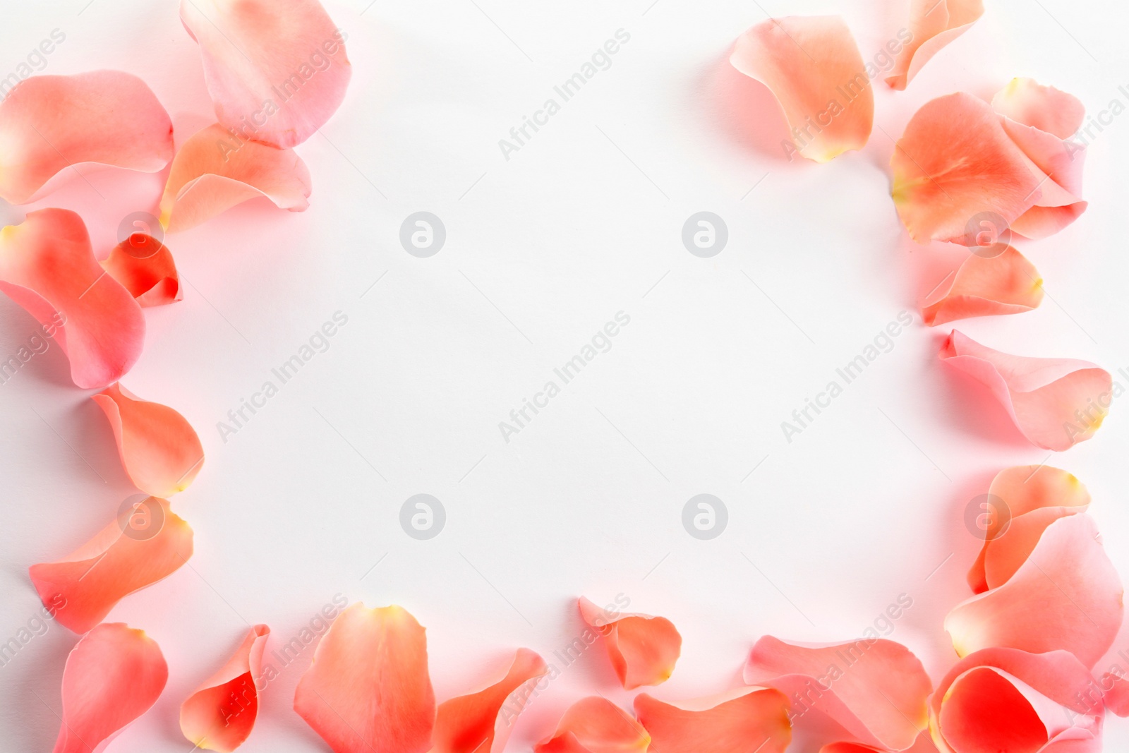 Photo of Beautiful rose petals on white background