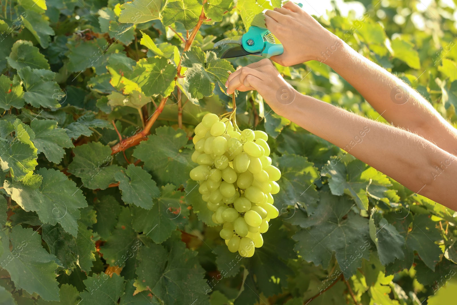 Photo of Woman cutting bunch of fresh ripe juicy grapes with pruner, closeup