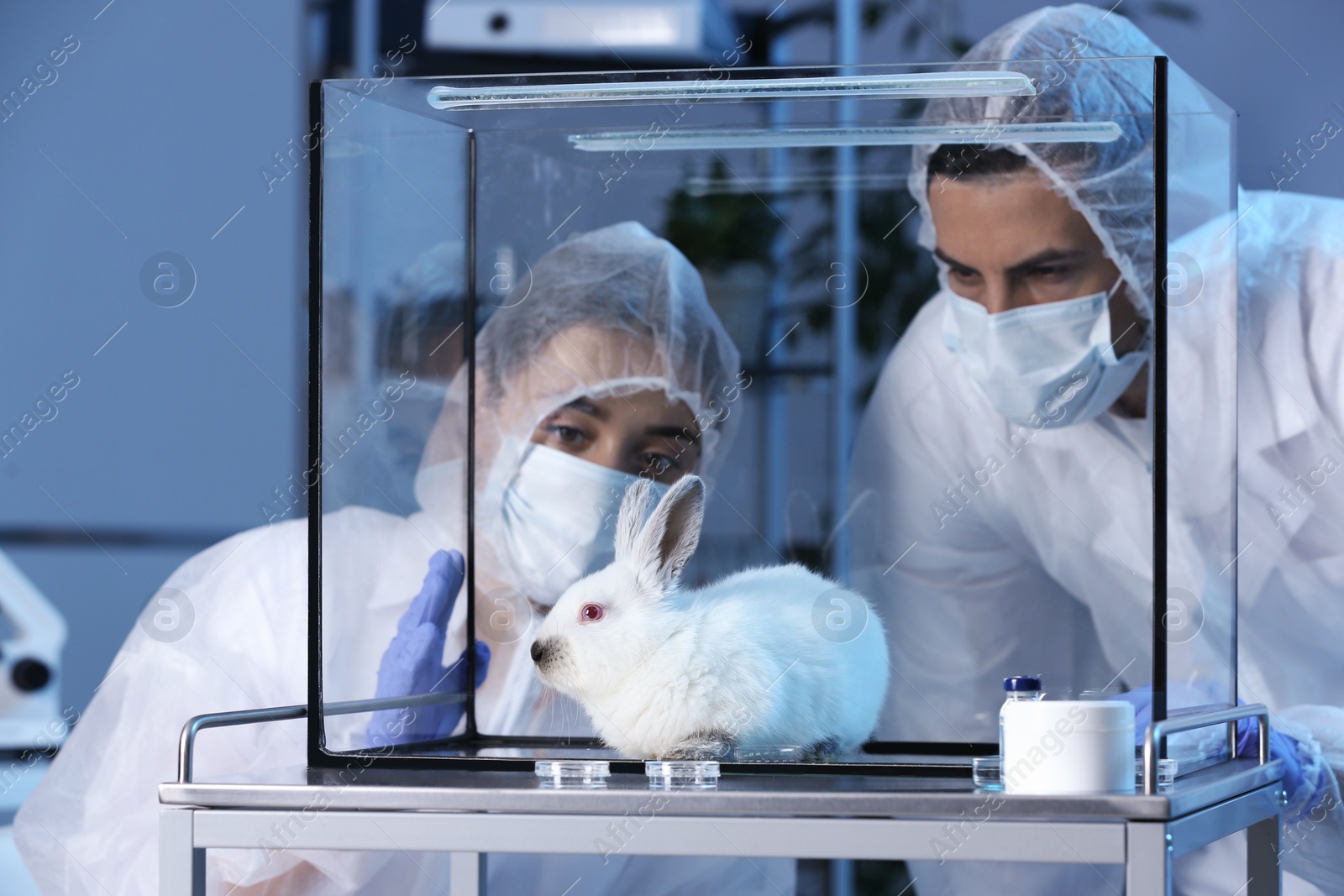 Photo of Scientists observing white rabbit in chemical laboratory. Animal testing