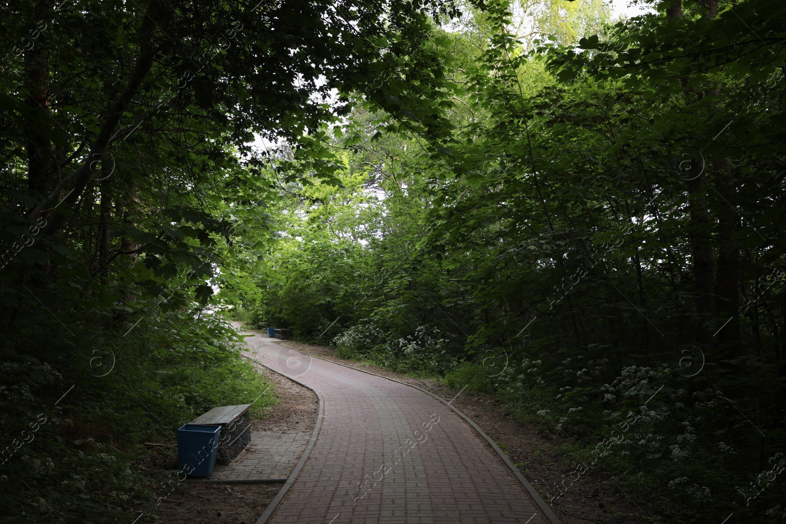 Photo of Beautiful green trees and paved pathway in park