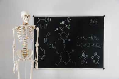 Photo of Human skeleton model near chalkboard in classroom