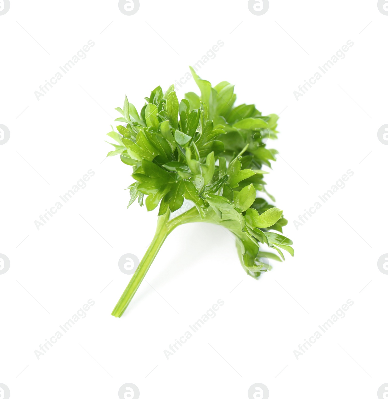 Photo of Fresh green curly parsley on white background