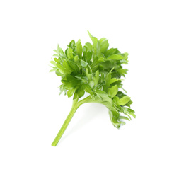 Fresh green curly parsley on white background