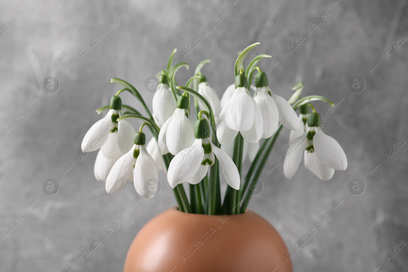 Photo of Beautiful snowdrops in vase on grey background, closeup