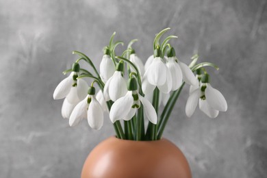 Beautiful snowdrops in vase on grey background, closeup