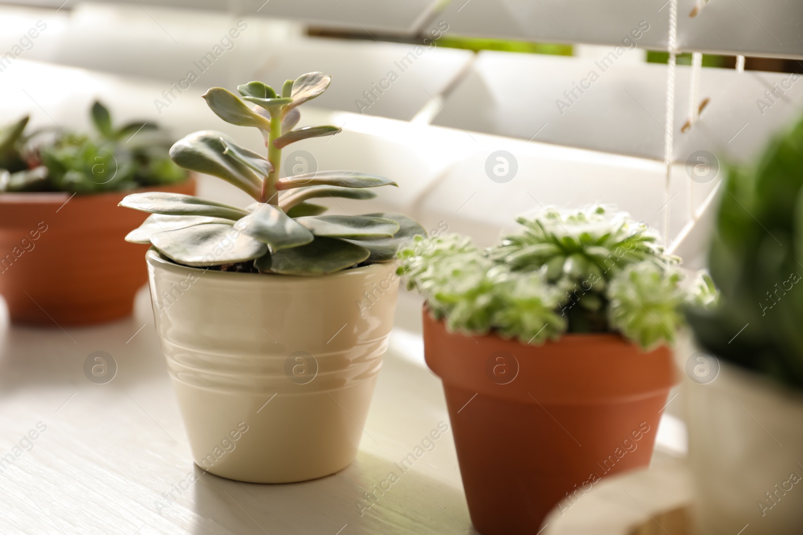 Photo of Windowsill with beautiful succulent plants indoors, focus on echeveria