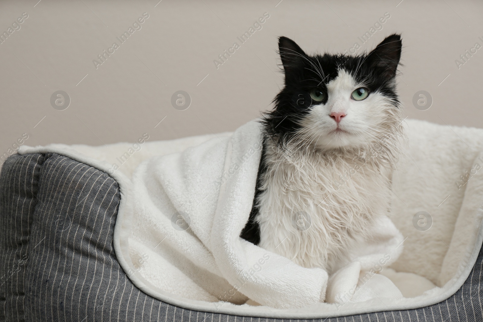 Photo of Wet cat wrapped with towel on pet pillow against light grey background