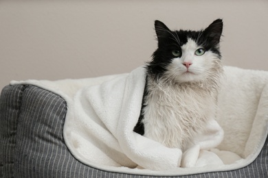 Photo of Wet cat wrapped with towel on pet pillow against light grey background