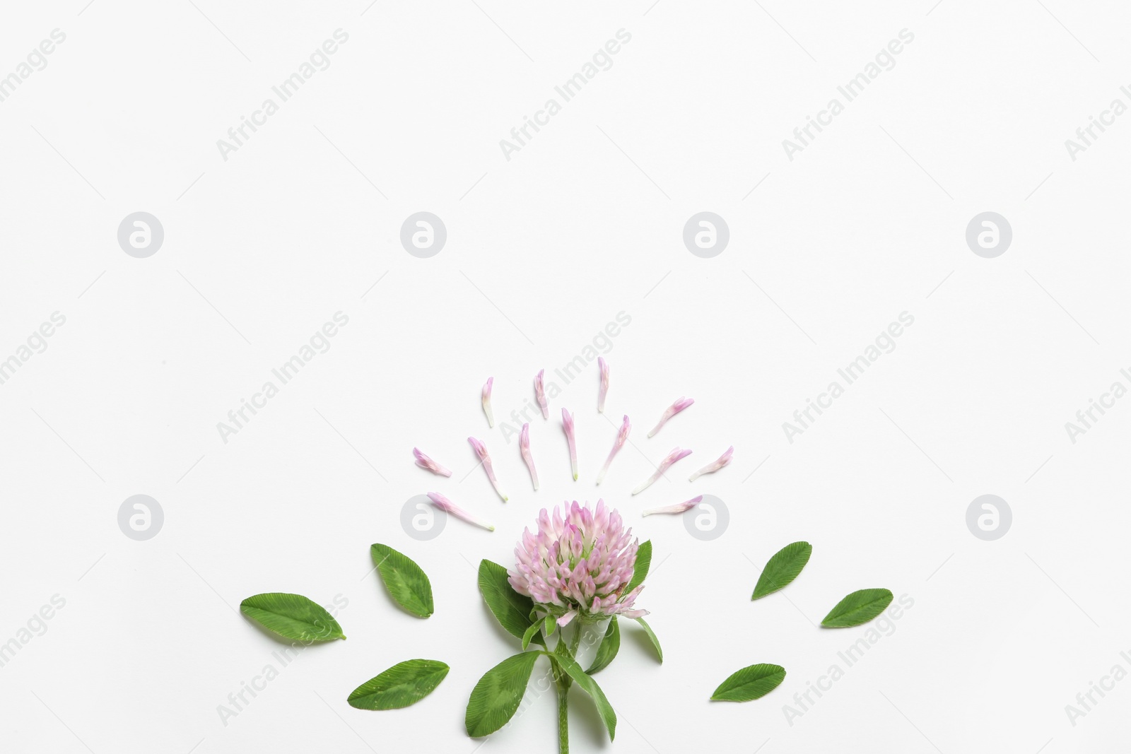 Photo of Composition with beautiful clover flower, petals and leaves on white background, top view