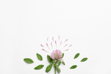 Composition with beautiful clover flower, petals and leaves on white background, top view