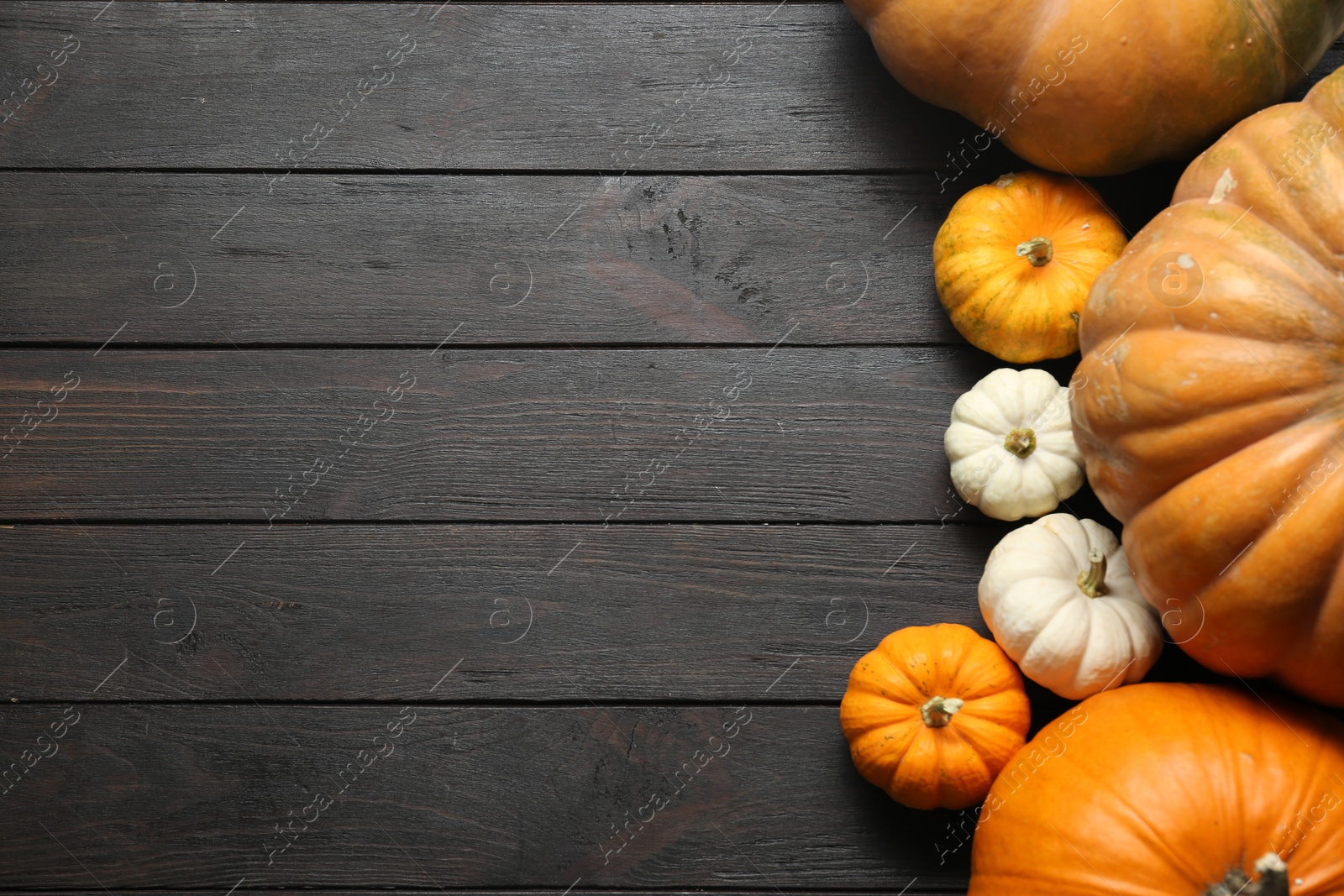 Photo of Thanksgiving day. Many ripe pumpkins on black wooden table, flat lay with space for text