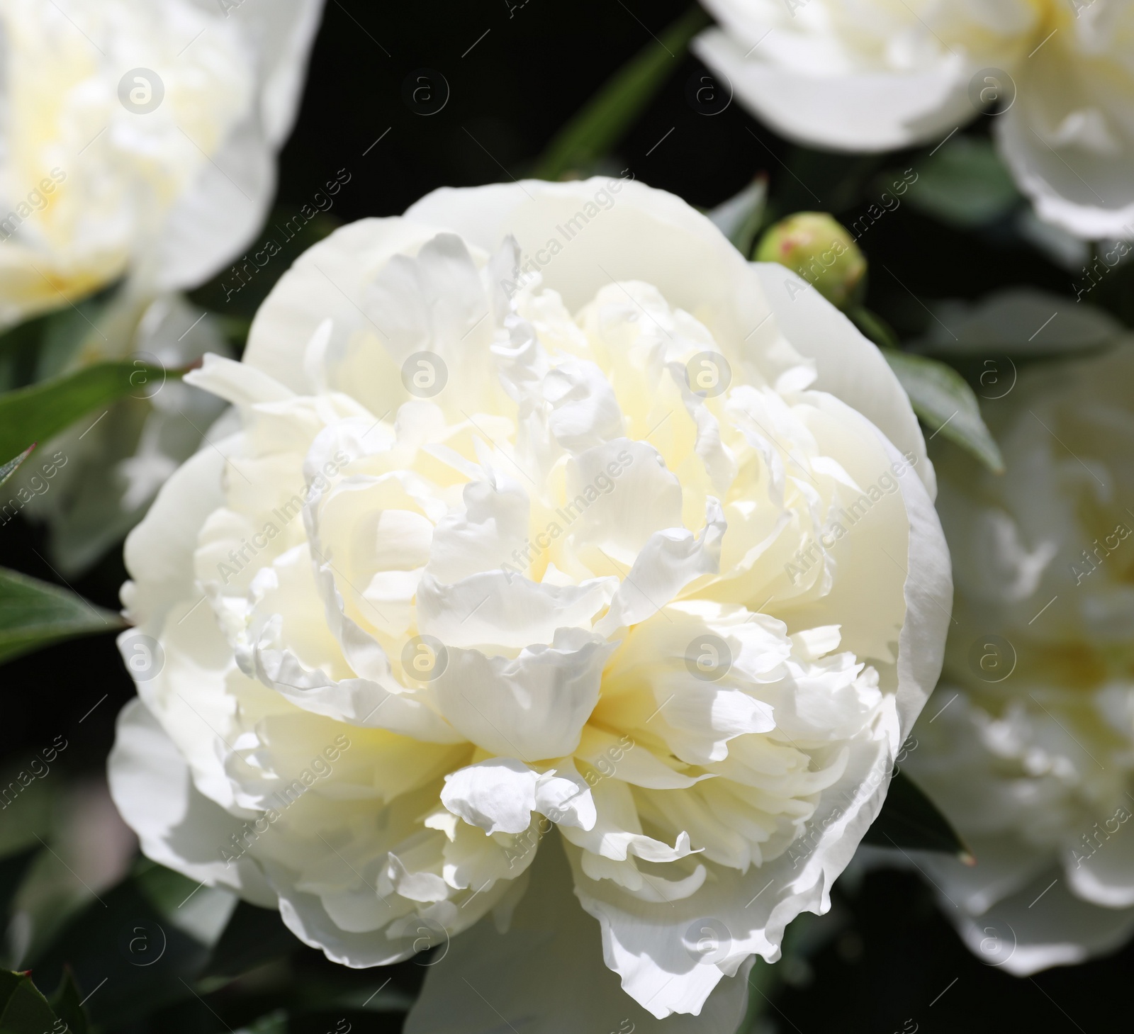 Photo of Closeup view of blooming white peony bush outdoors