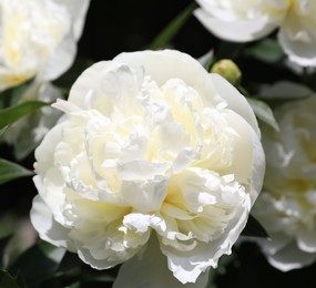 Photo of Closeup view of blooming white peony bush outdoors