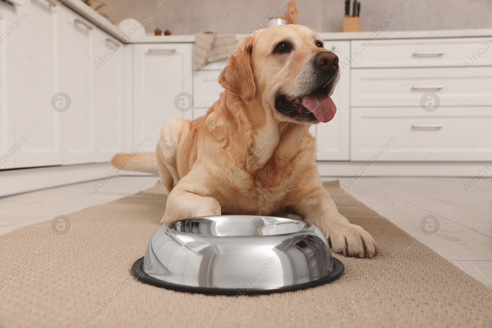 Photo of Cute Labrador Retriever waiting near feeding bowl on floor in kitchen