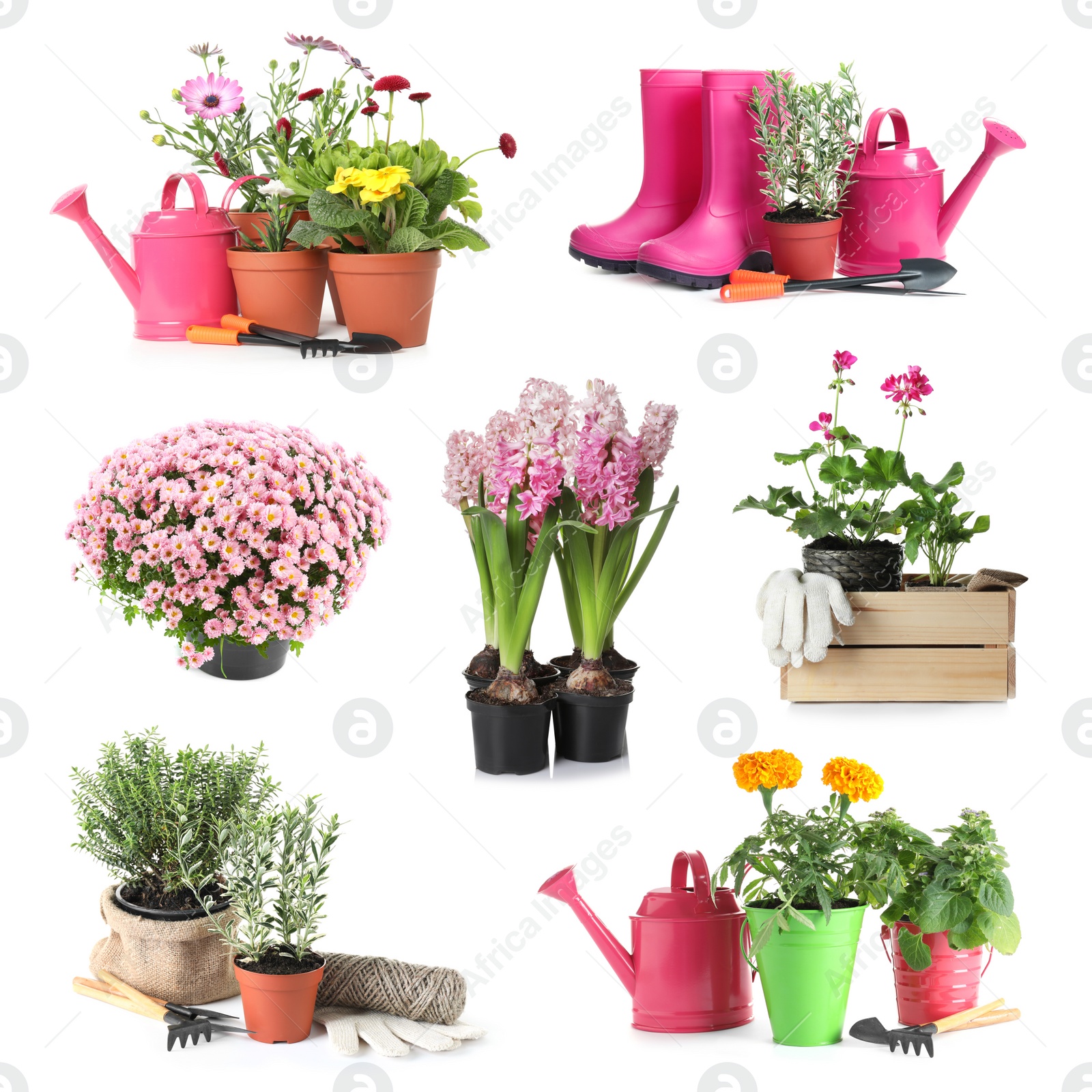 Image of Set with different gardening tools and plants on white background 