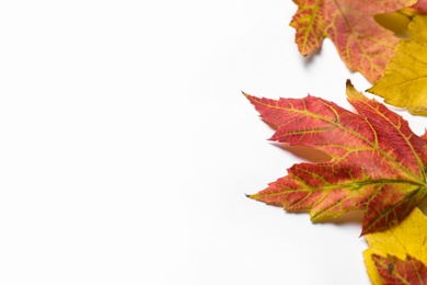 Photo of Colorful autumn leaves on white background, closeup