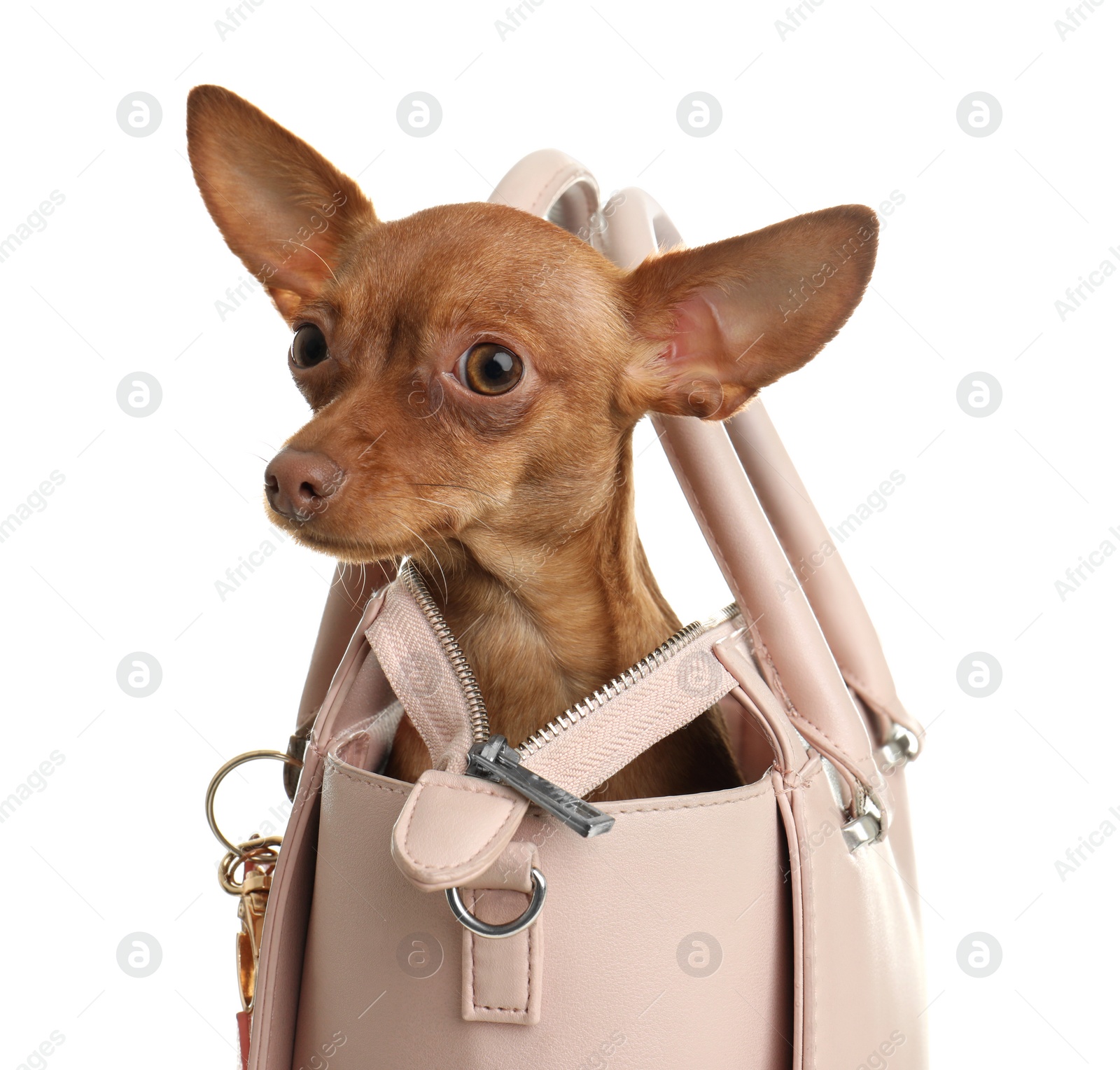 Photo of Cute toy terrier in female handbag isolated on white. Domestic dog